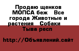 Продаю щенков МОПСА беж - Все города Животные и растения » Собаки   . Тыва респ.